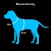 Bunter Hund: Warnweste für Hunde mit Halsband - verschiedene Größen